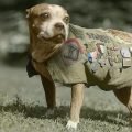Seargent Stubby