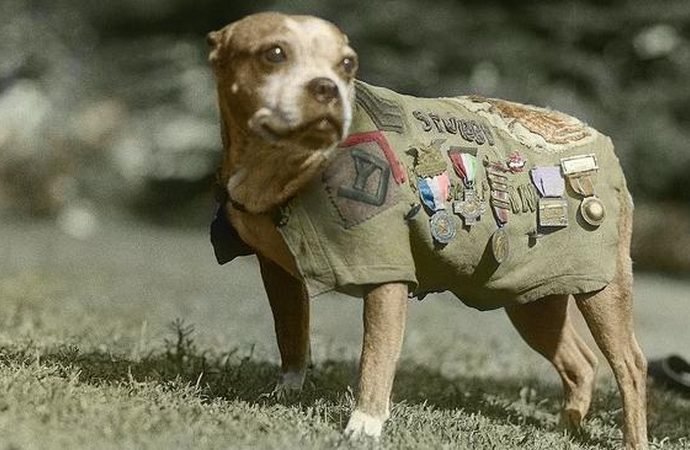Seargent Stubby